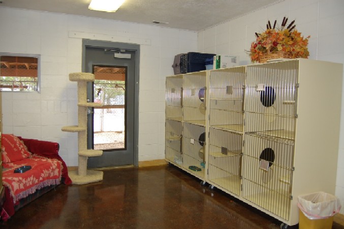 Cat Room Cat Room