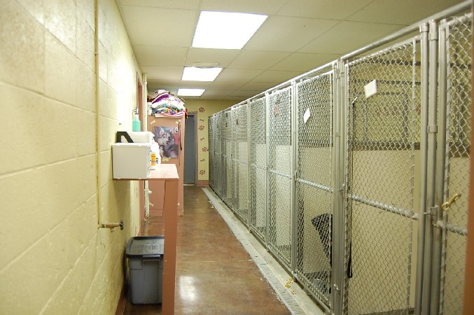Dog Boarding Dog Boarding