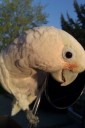 Most of you have already met Patron! He is that silly cockatoo that belongs to our Receptionist Kate.