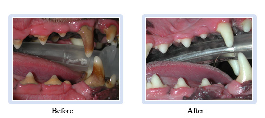 dental_cleaning