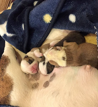 Birthing Puppies