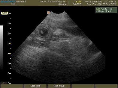 ultrasound-img1