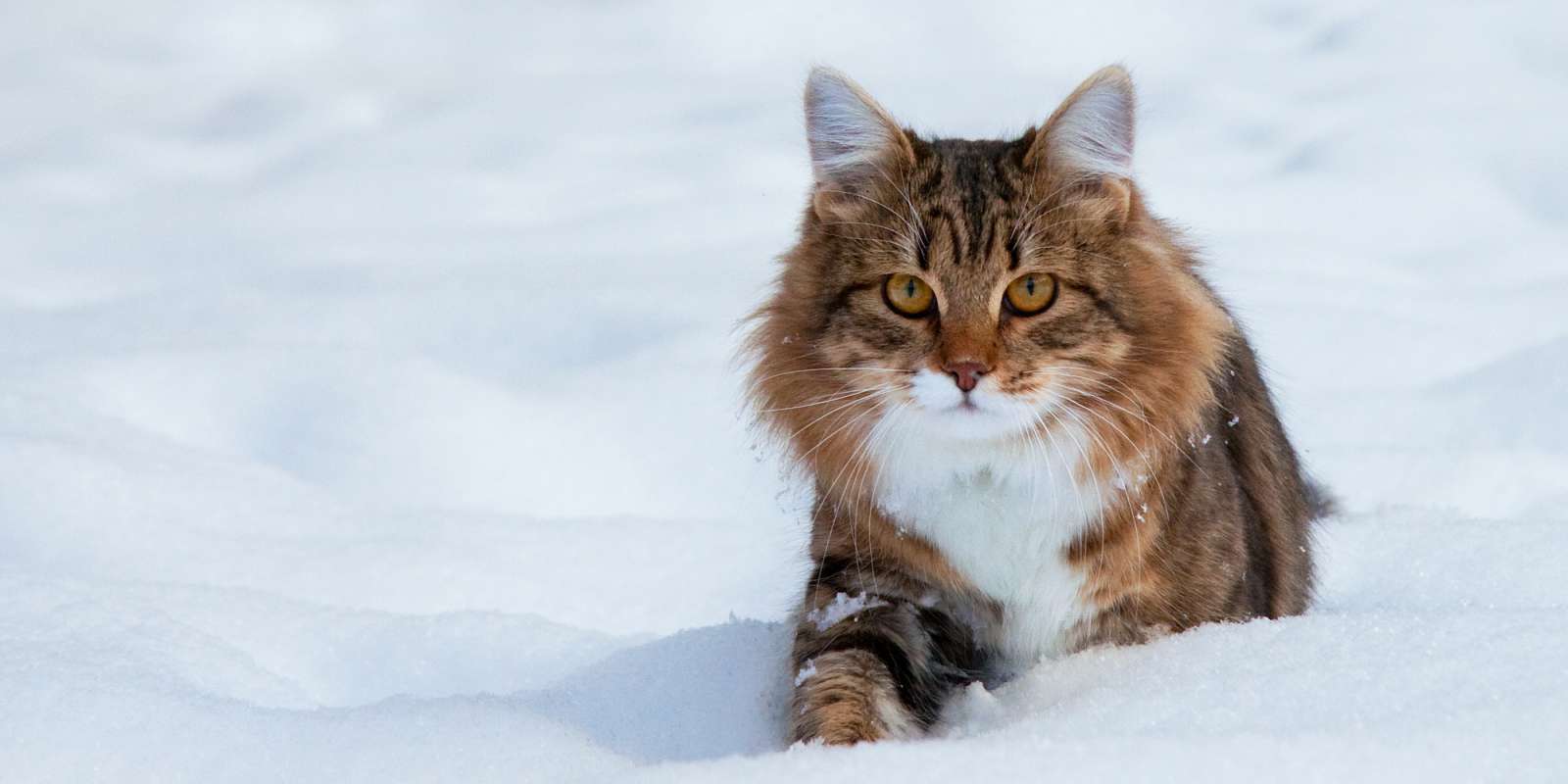 cat-winter-slide2