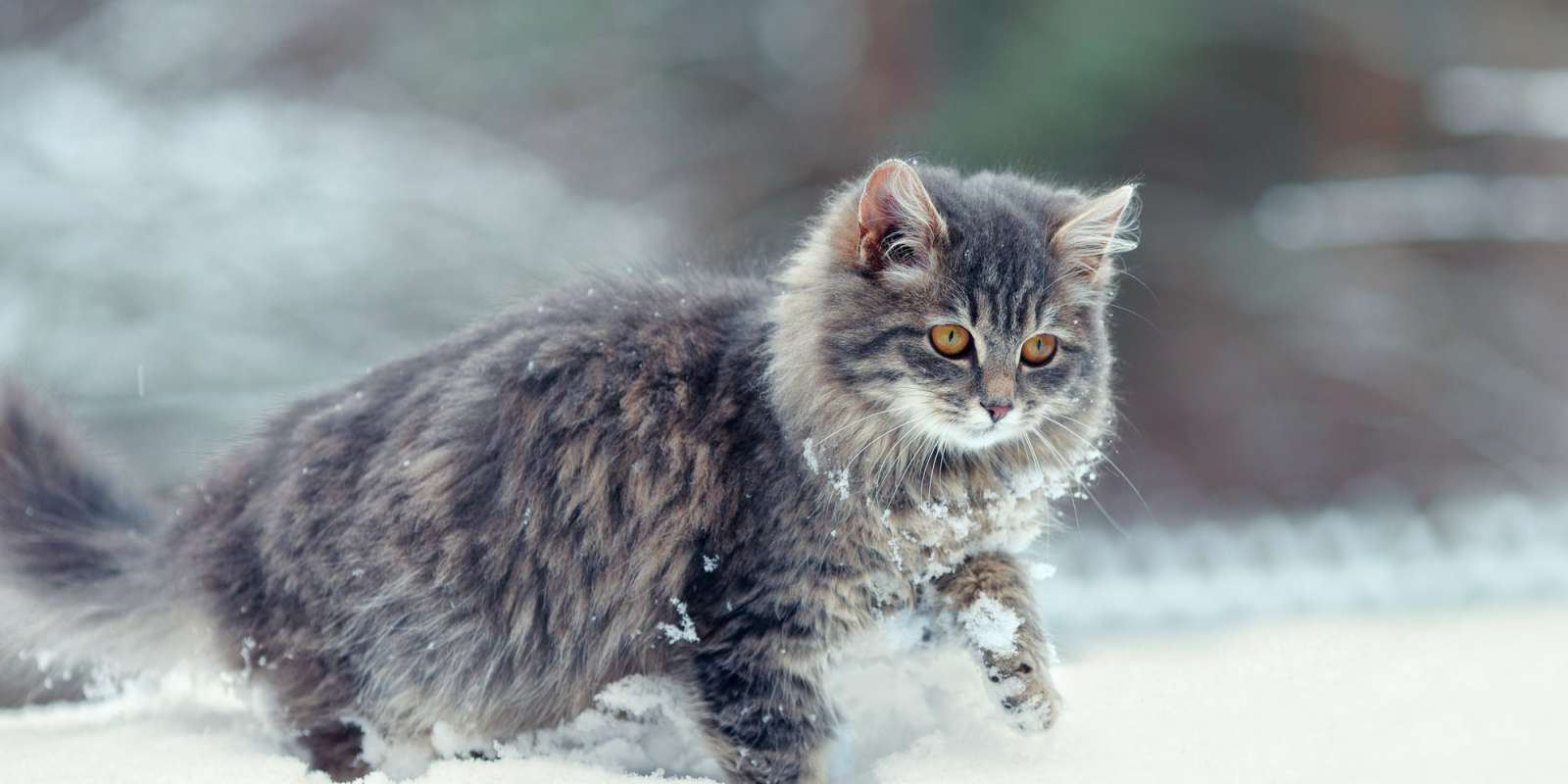 winter-cat-slide