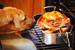 dog-smelling-turkey-300