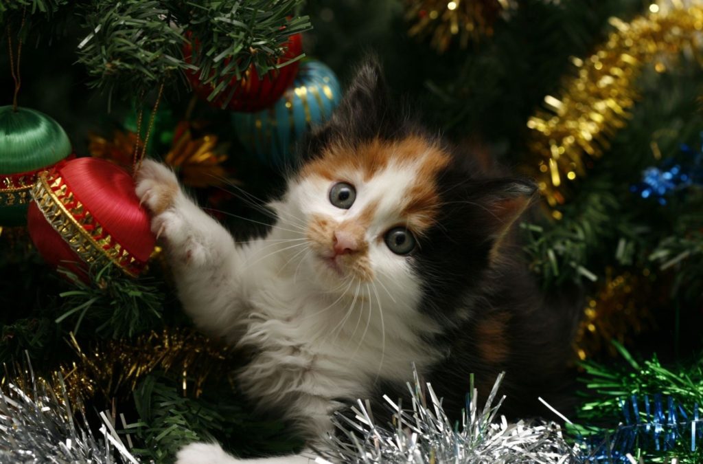 new-year-holiday-christmas-tree-tinsel-cat-cat-kitten-new-year-cat-kitten