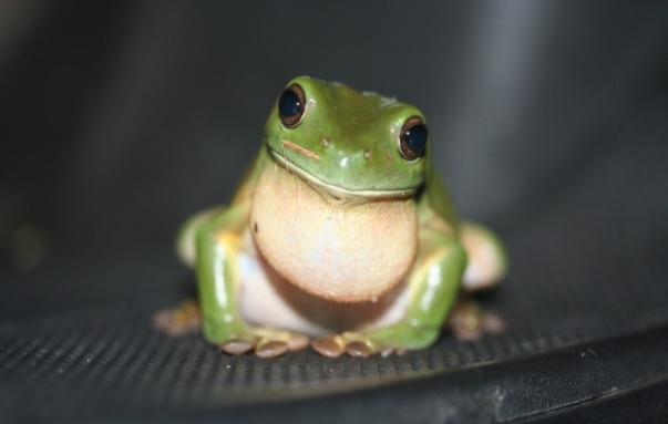 May 2: What Are Amphibians?