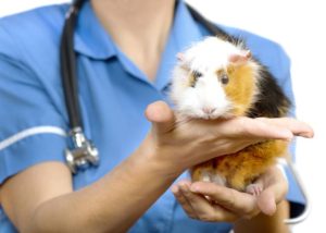 guinea pig veterinary care