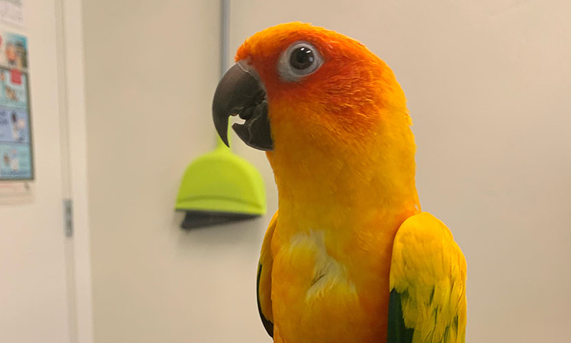 Pet Parrot