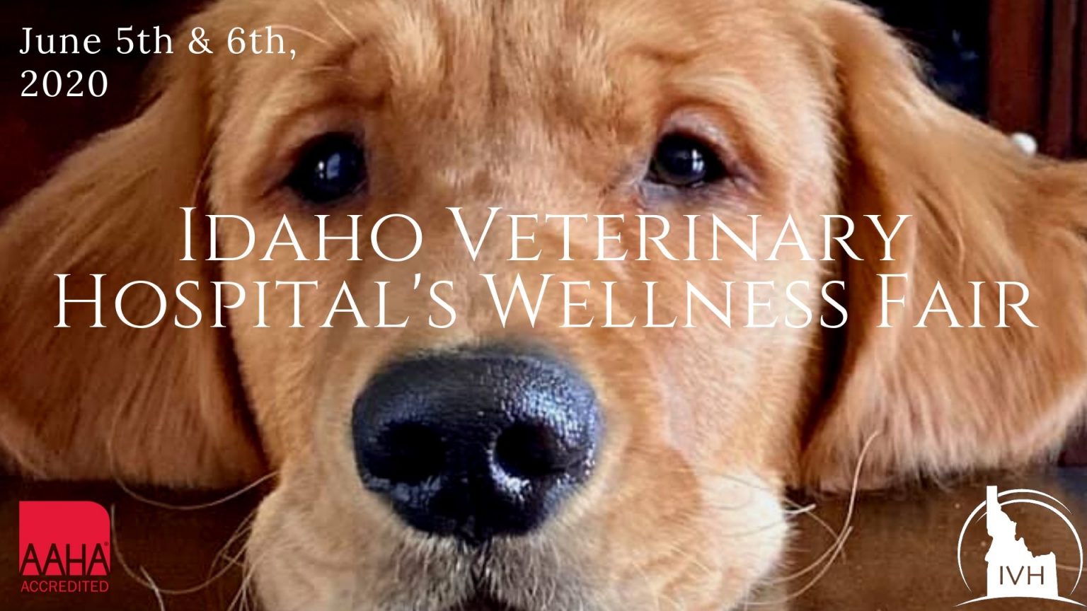 Wellness Fair June 5th6th! Idaho Veterinary Hospital