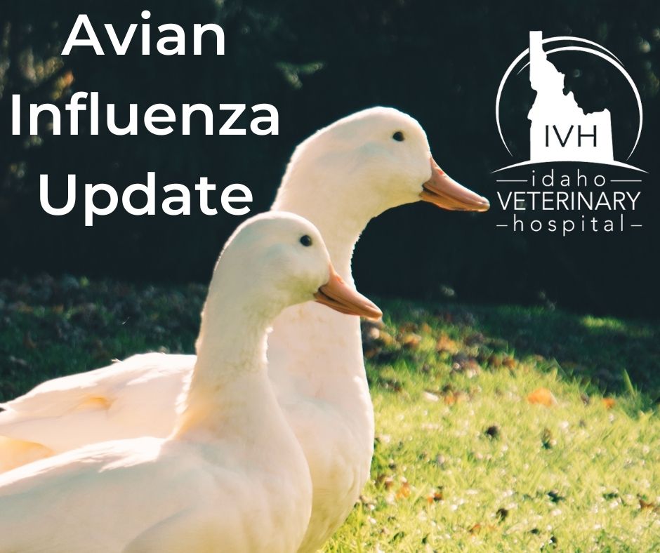 Avian Influenza Update Idaho Veterinary Hospital