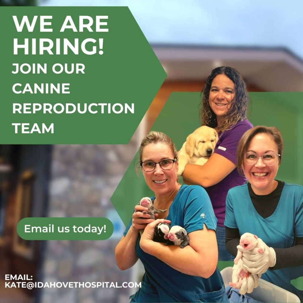 Help us with Better Better Breeding, Better Puppies! Idaho