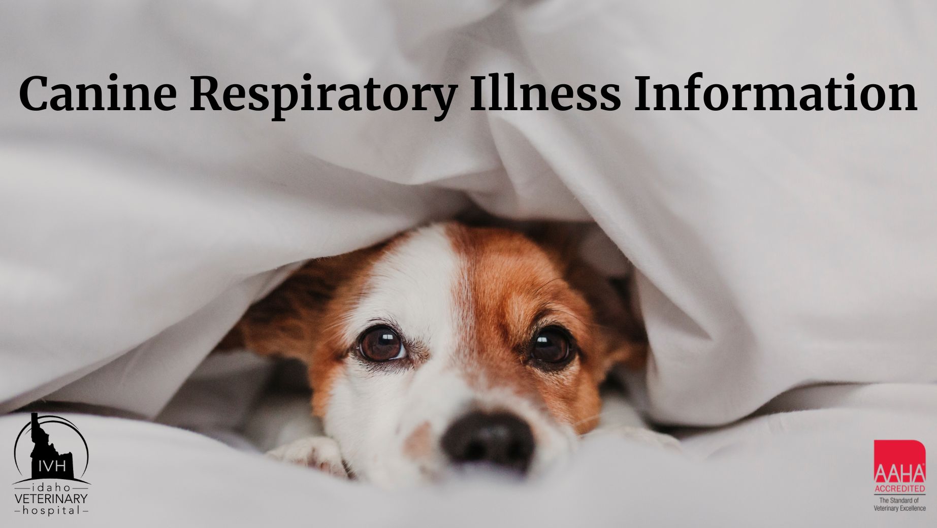 Canine Respiratory Illness Outbreak Idaho Veterinary Hospital