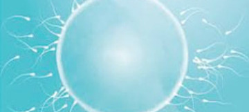 Veterinary Canine Reproduction